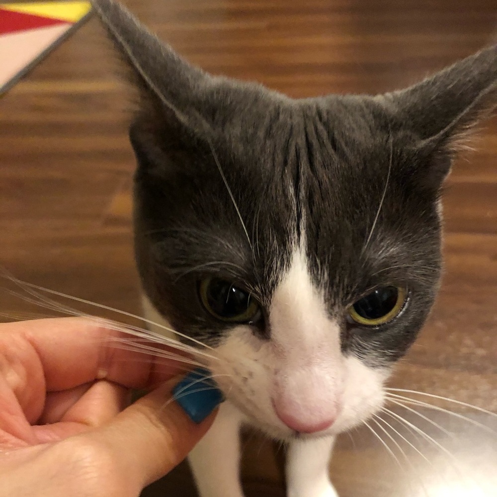 Meet your Posher, Sophia